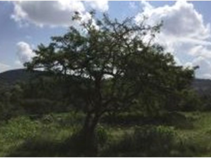 "Rare Land Opportunity in Wild Fig Estate, South Africa" - Photo 9