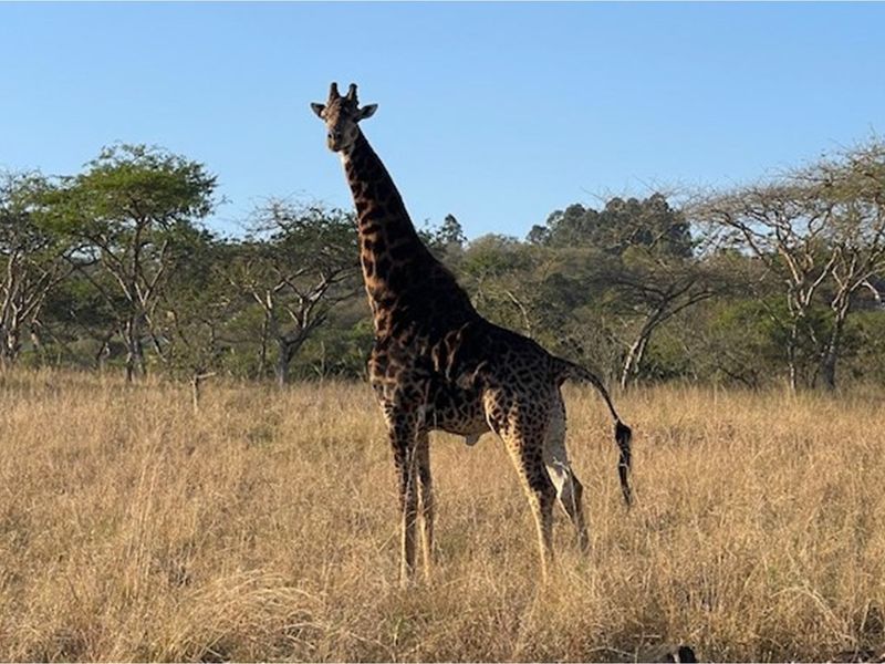 "Rare Land Opportunity in Wild Fig Estate, South Africa" - Photo 5