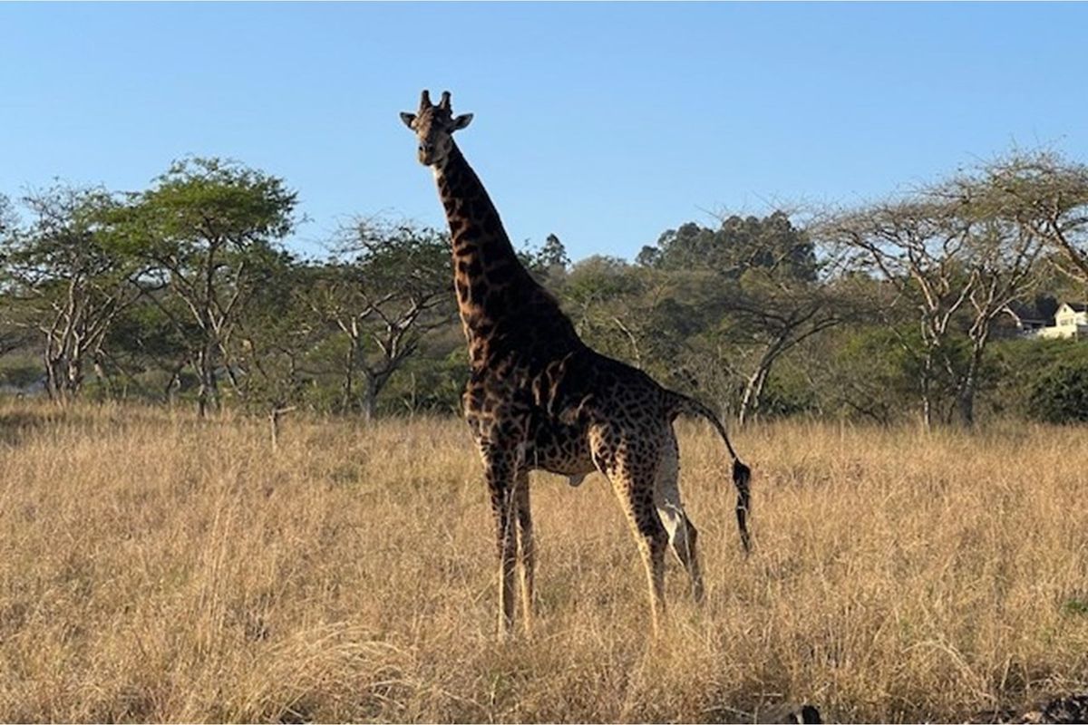 "Rare Land Opportunity in Wild Fig Estate, South Africa" - Photo 5