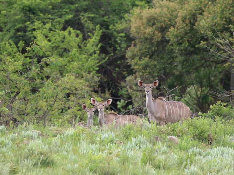"Rare Land Opportunity in Wild Fig Estate, South Africa" - Photo 4