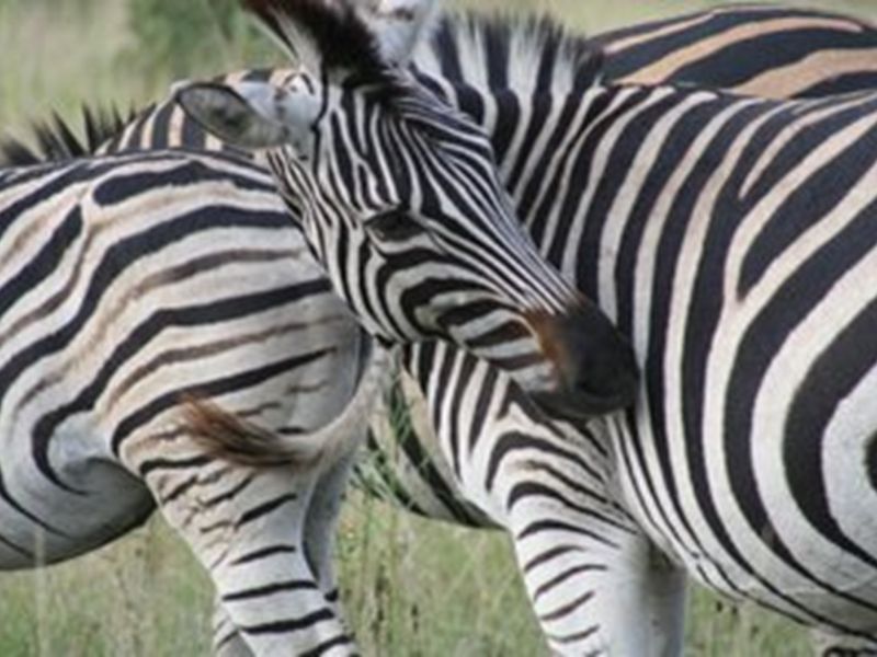 "Rare Land Opportunity in Wild Fig Estate, South Africa" - Photo 2