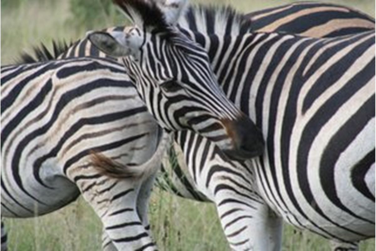 A photograph of zebras in a natural setting, which does not depict any residential property features or infrastructure.