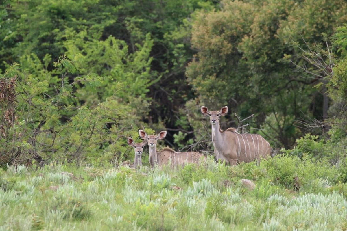 A view of the natural landscape featuring indigenous vegetation and local wildlife on the vacant residential property.