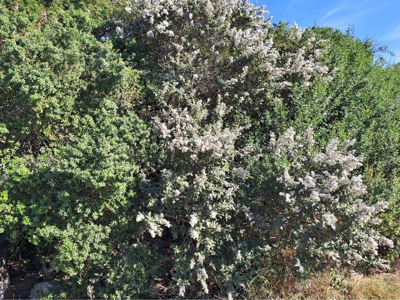 Vacant Land / Plot For Sale in Aston Bay - Photo 3