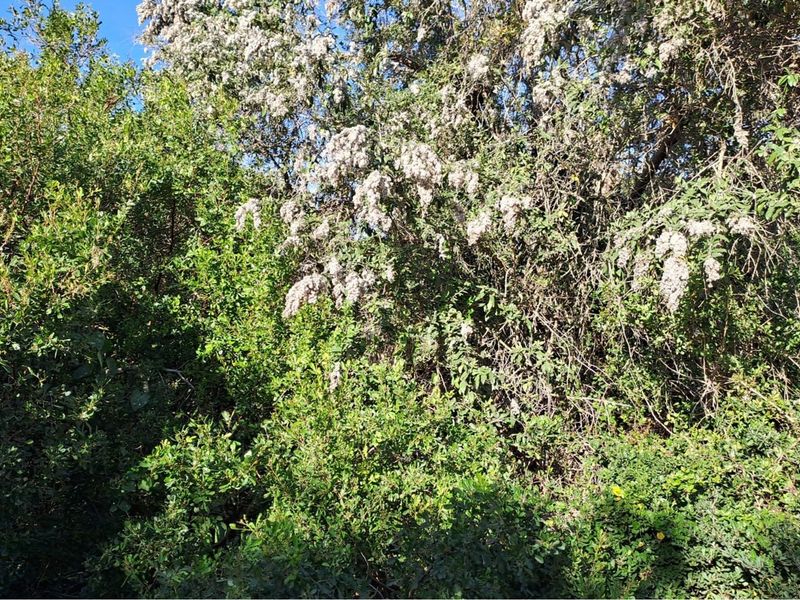 Vacant Land / Plot For Sale in Aston Bay - Photo 6