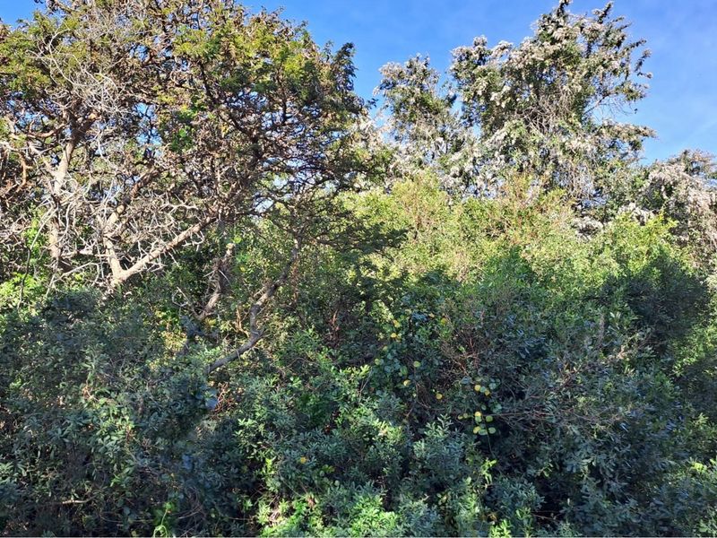 Vacant Land / Plot For Sale in Aston Bay - Photo 7