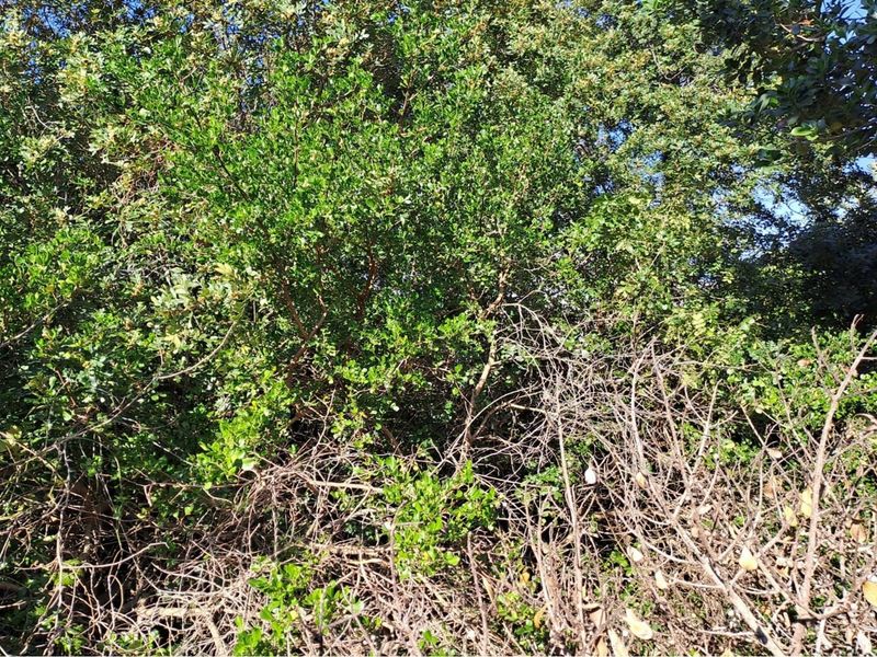 Vacant Land / Plot For Sale in Aston Bay - Photo 4