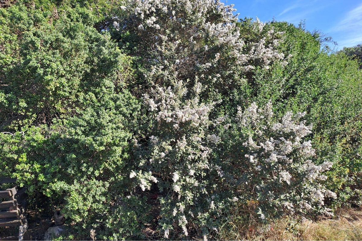 A view of dense, established native vegetation and flowering shrubs on the residential land parcel.