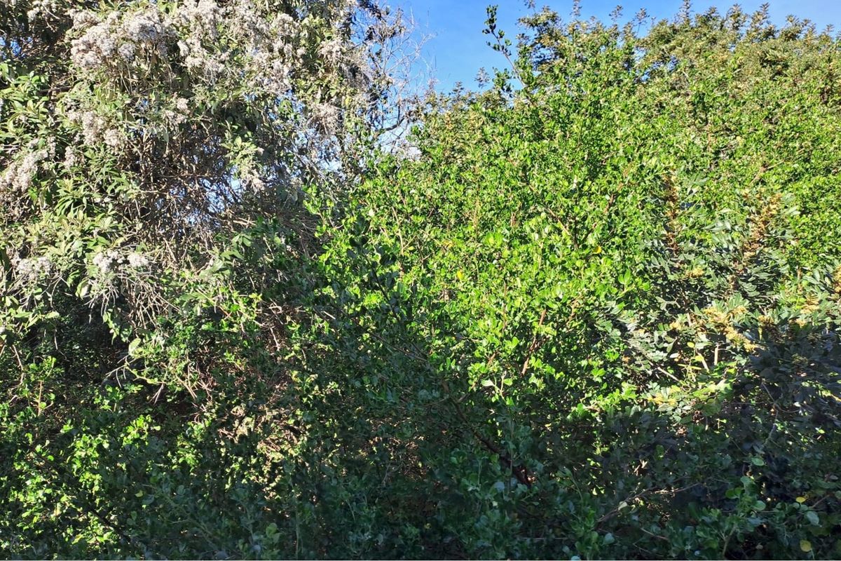 A view of dense, mature vegetation and trees on the residential property.