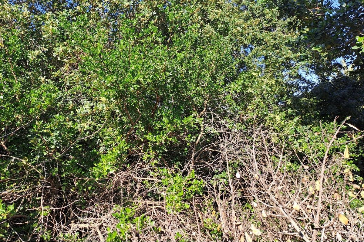 A view of dense, overgrown vegetation and mature trees on the residential vacant land plot.