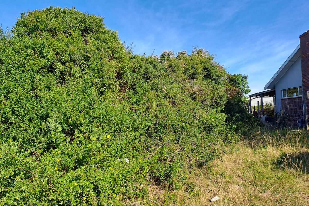 A view of the residential property garden featuring dense, overgrown vegetation and a partial view of the side brick building structure.