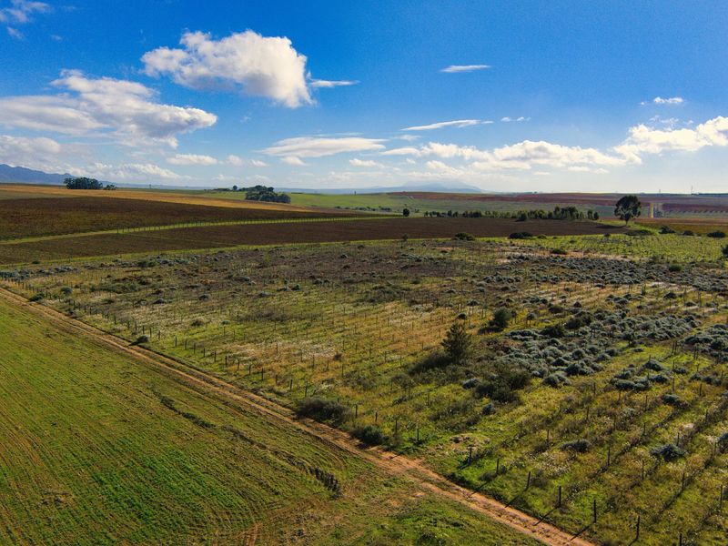 Cape Winelands Farm Opportunity - Photo 10