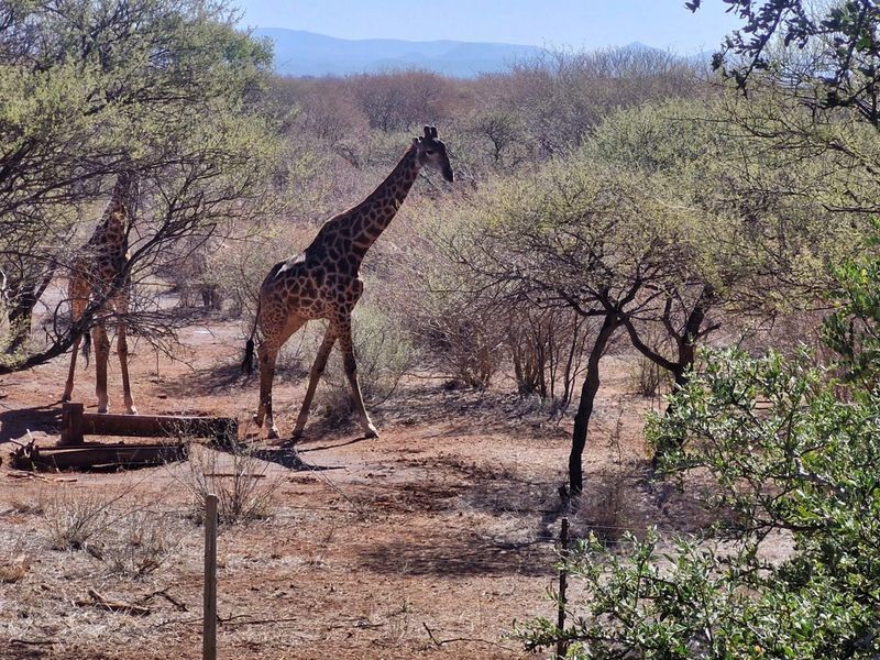 ULTIMATE BUSHVELD PROPERTY INVESTMENT ON 10 HECTARES - Photo 6