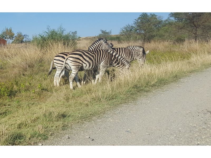 Exclusive Vacant Land Property for Sale in Letamo Game Farm situated in Cradle of Humankind - Photo 10