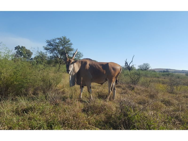 Exclusive Vacant Land Property for Sale in Letamo Game Farm situated in Cradle of Humankind - Photo 9