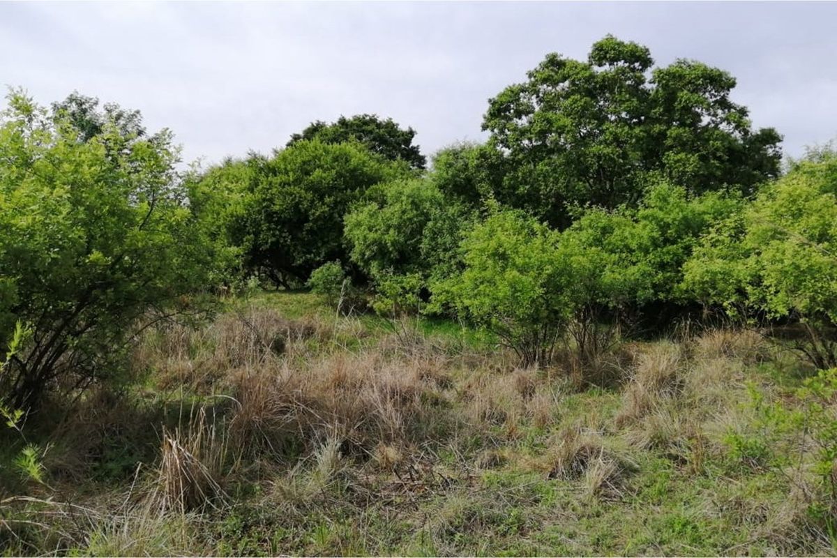 Exclusive Vacant Land Property for Sale in Letamo Game Farm situated in Cradle of Humankind - Photo 2