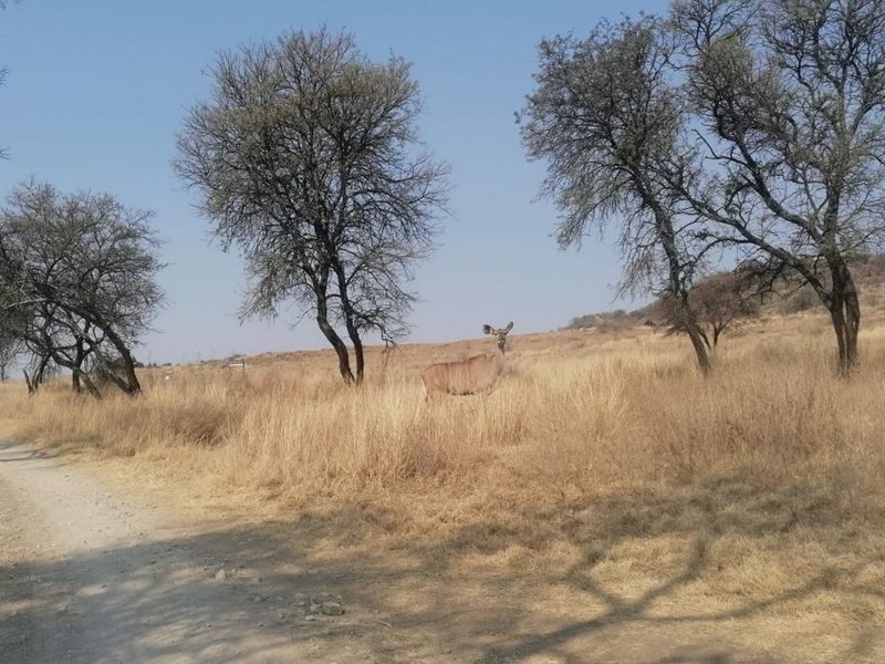 Exclusive Vacant Land Property for Sale in Letamo Game Farm situated in Cradle of Humankind - Photo 7