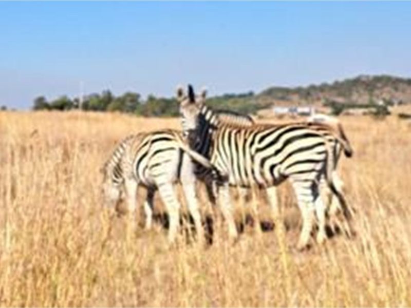 Exclusive Vacant Land Property for Sale in Letamo Game Farm situated in Cradle of Humankind - Photo 5