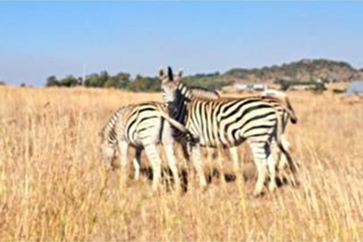 Exclusive Vacant Land Property for Sale in Letamo Game Farm situated in Cradle of Humankind - Photo 5
