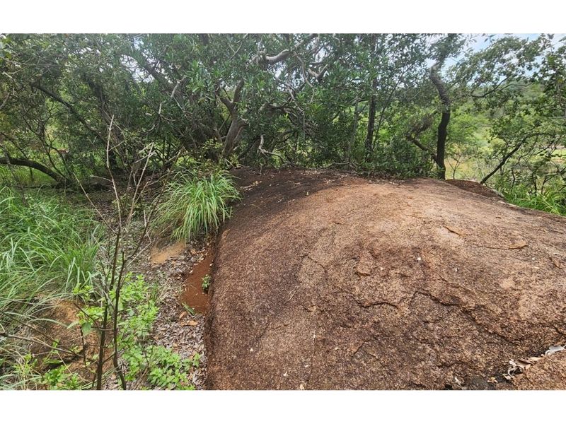 Zwartkloof Private Game Reserve - North-East facing stand with Dam views - Photo 5