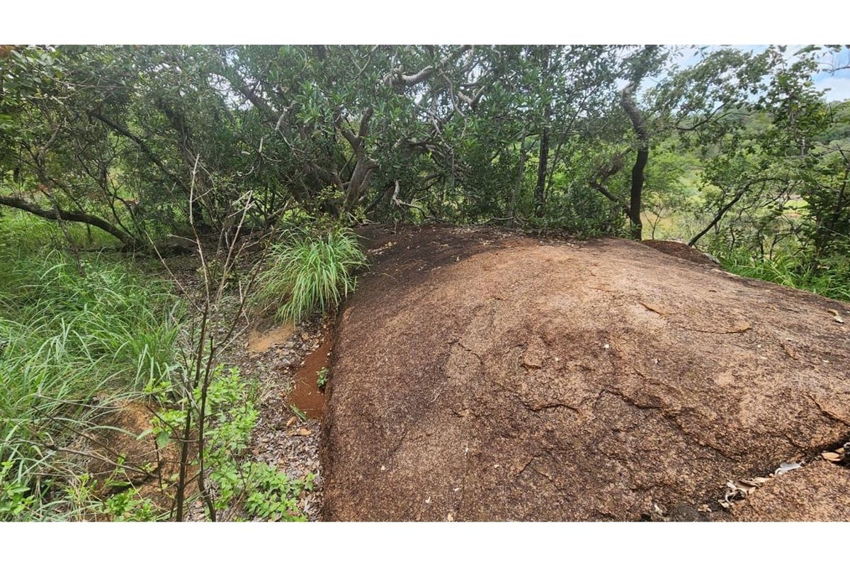 Zwartkloof Private Game Reserve - North-East facing stand with Dam views - Photo 5