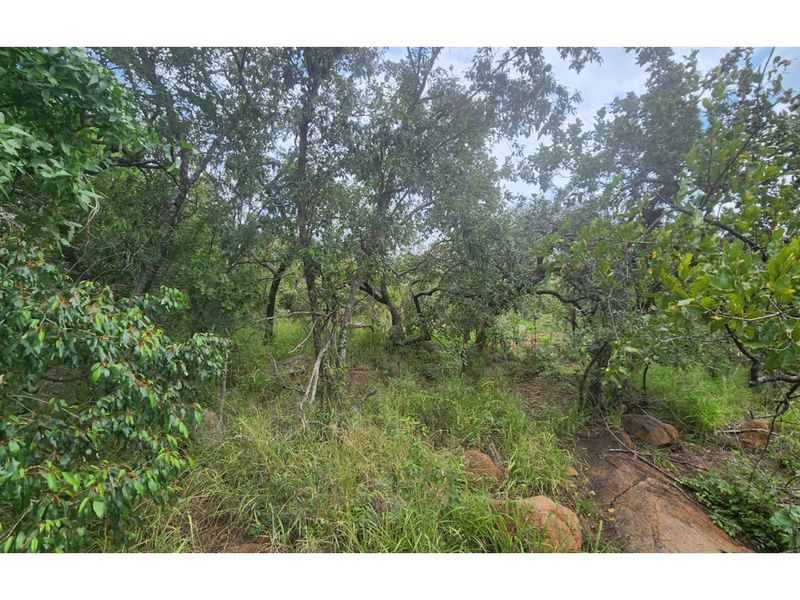 Zwartkloof Private Game Reserve - North-East facing stand with Dam views - Photo 7