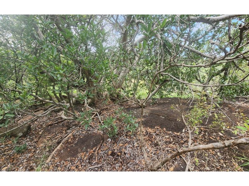 Zwartkloof Private Game Reserve - North-East facing stand with Dam views - Photo 6