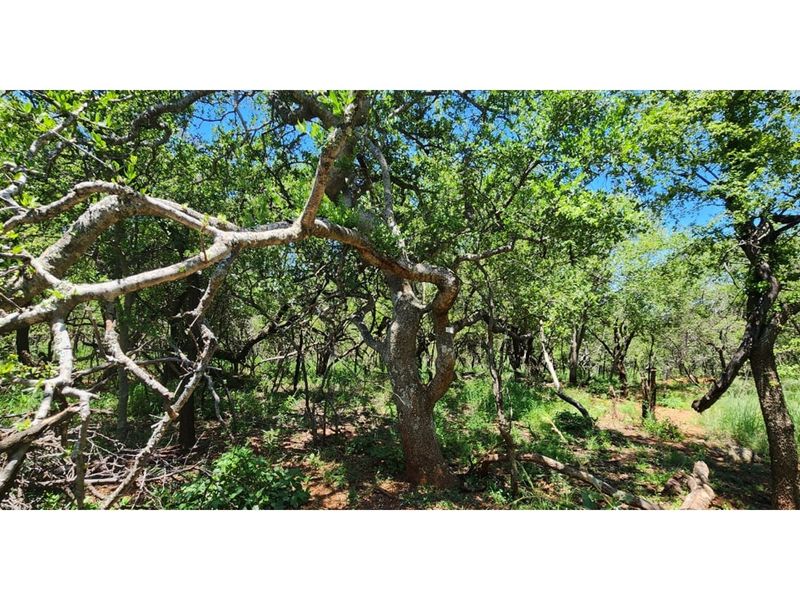 Innibos Eco Estate - Vacant land with spectacular views of Springbuck Flats - PET FRIENDLY !! - Photo 6