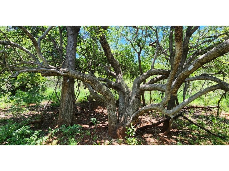 Innibos Eco Estate - Vacant land with spectacular views of Springbuck Flats - PET FRIENDLY !! - Photo 3