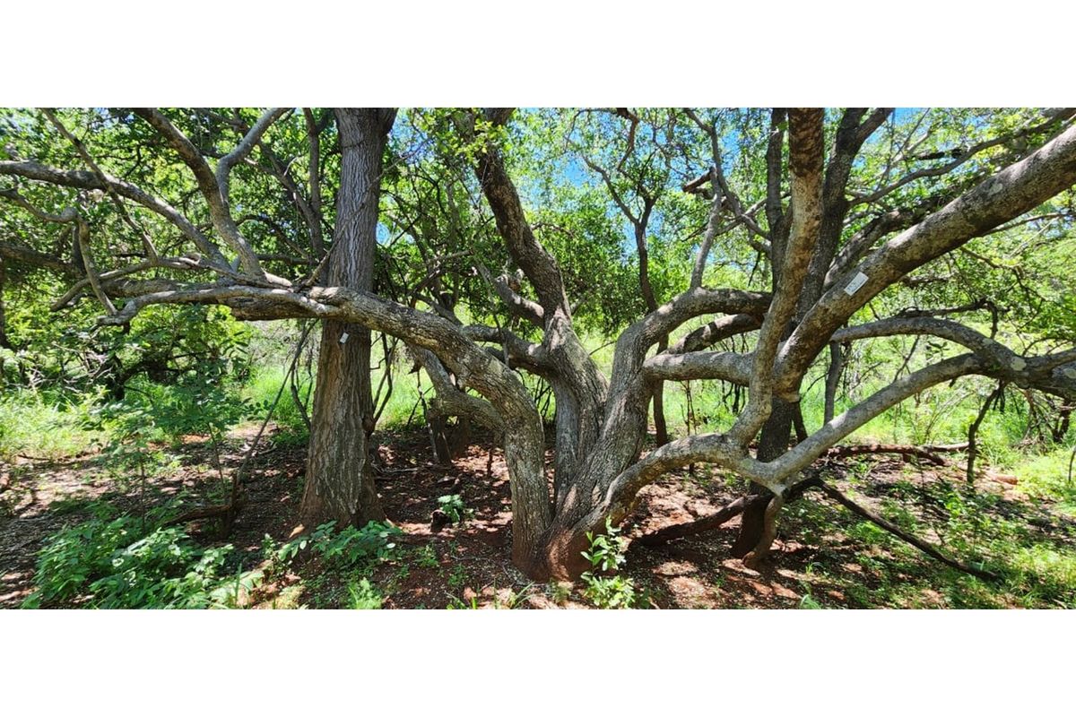 Innibos Eco Estate - Vacant land with spectacular views of Springbuck Flats - PET FRIENDLY !! - Photo 3