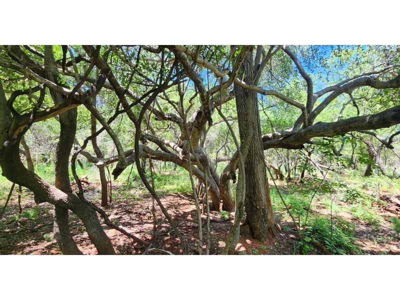 Innibos Eco Estate - Vacant land with spectacular views of Springbuck Flats - PET FRIENDLY !! - Photo 5