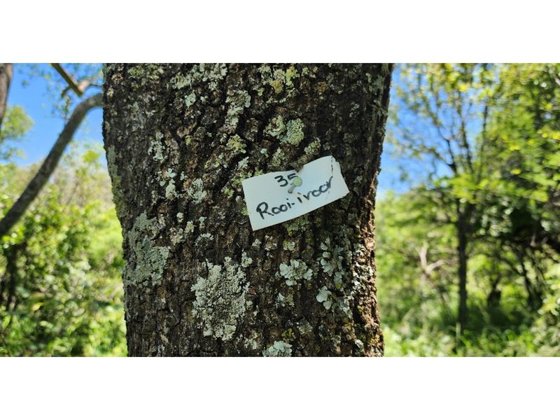 Innibos Eco Estate - Vacant land with spectacular views of Springbuck Flats - PET FRIENDLY !! - Photo 10