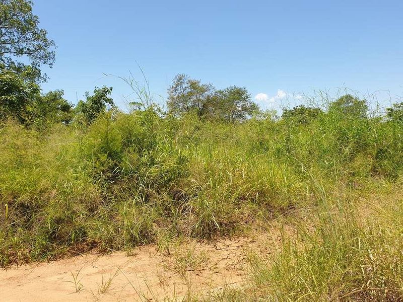 58.1 Ha Farm for sale in Tzaneen - Photo 5