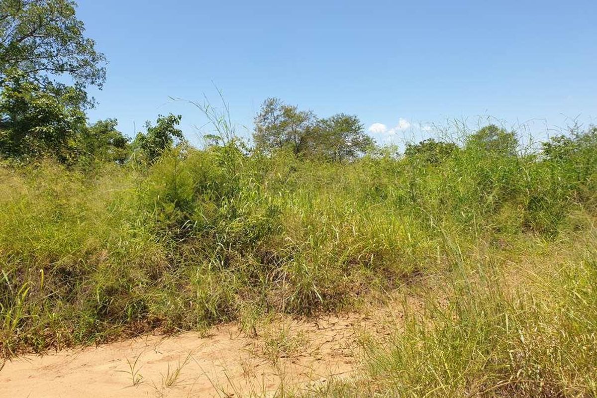 58.1 Ha Farm for sale in Tzaneen - Photo 5