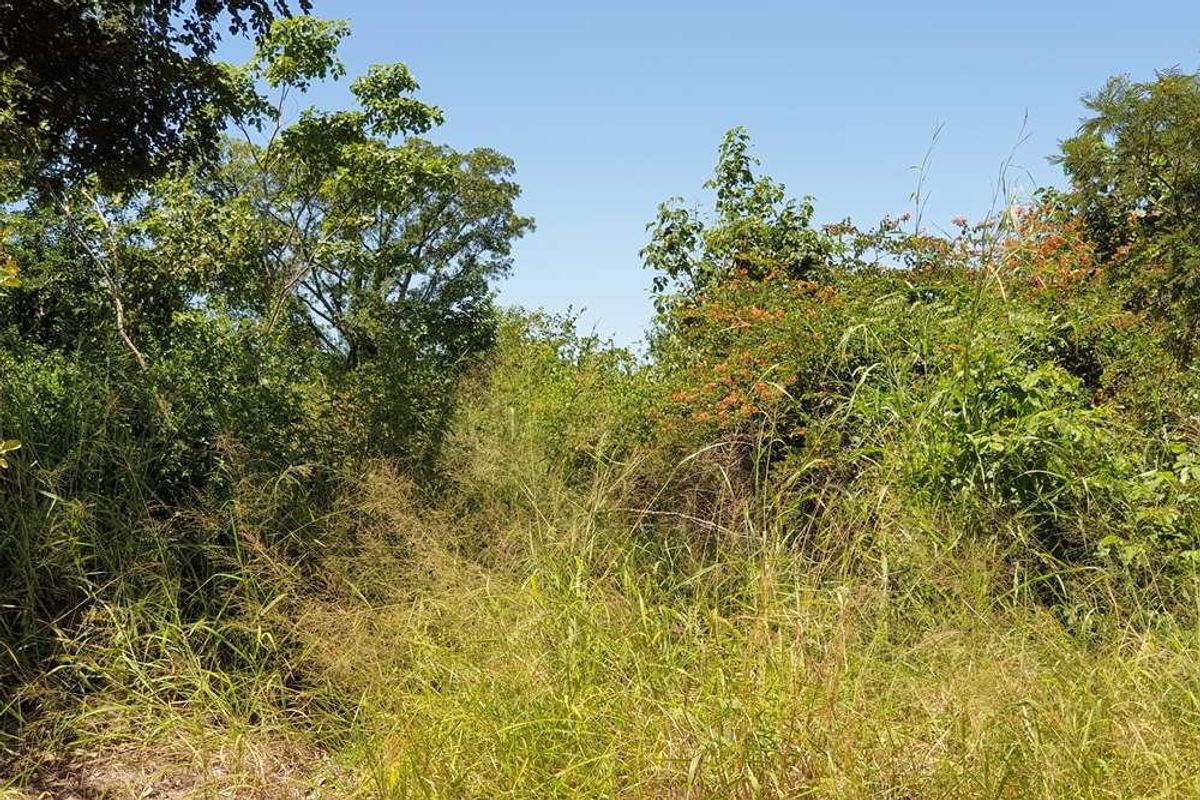 58.1 Ha Farm for sale in Tzaneen - Photo 3
