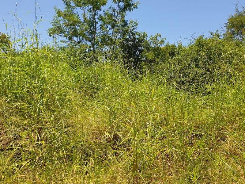 58.1 Ha Farm for sale in Tzaneen - Photo 6