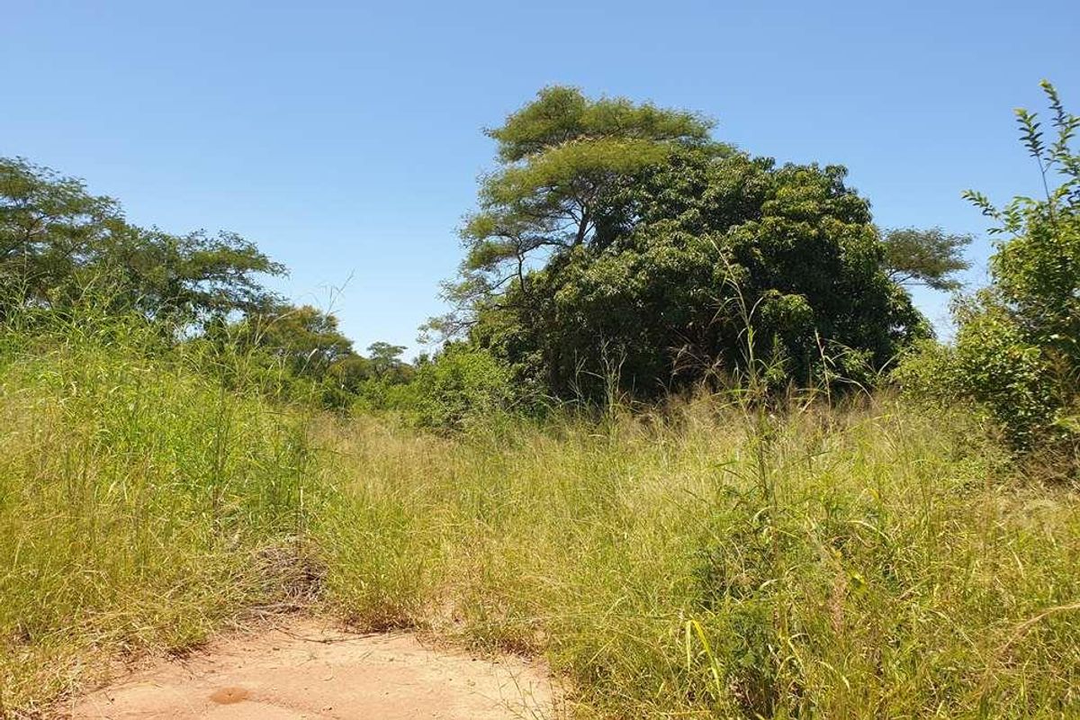 58.1 Ha Farm for sale in Tzaneen - Photo 4