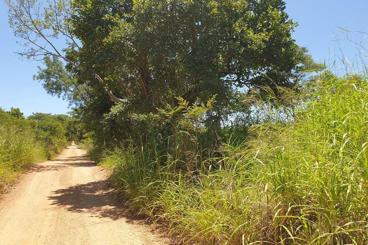 58.1 Ha Farm for sale in Tzaneen - Photo 2