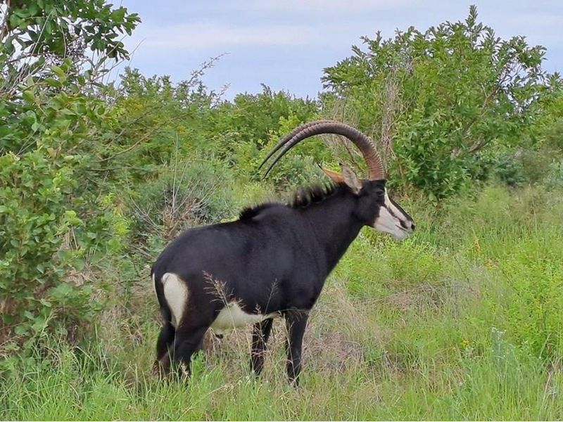 Zwartkloof Game Reserve - Bela-Bela - North facing stand with mountain views and indigenous trees. - Photo 10