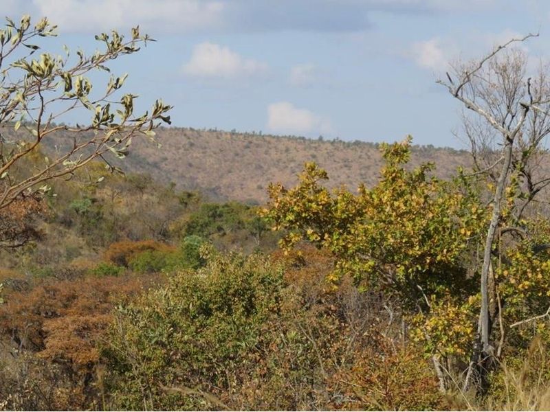 Zwartkloof Game Reserve - Bela-Bela - North facing stand with mountain views and indigenous trees. - Photo 6