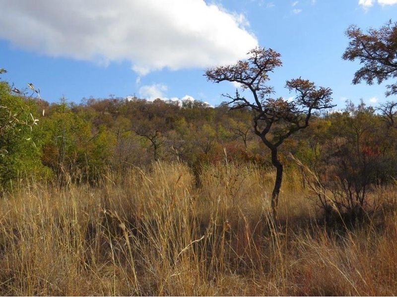 Zwartkloof Game Reserve - Bela-Bela - North facing stand with mountain views and indigenous trees. - Photo 2