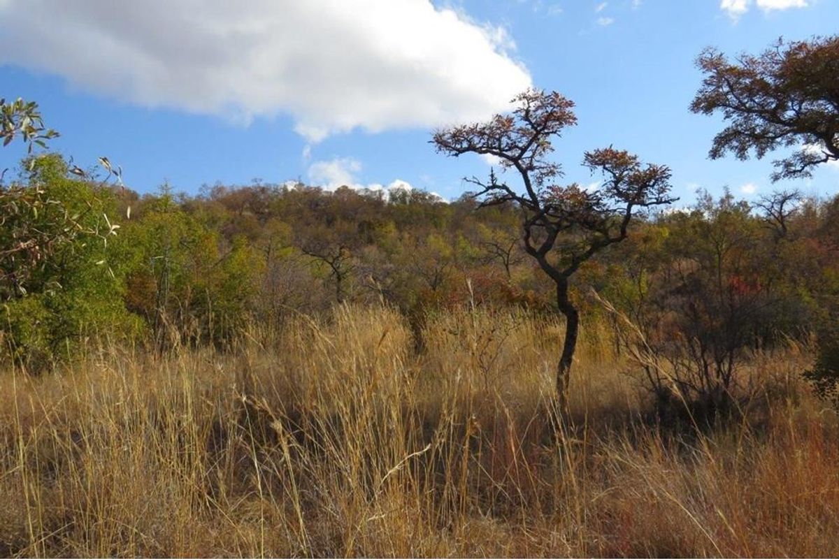 Zwartkloof Game Reserve - Bela-Bela - North facing stand with mountain views and indigenous trees. - Photo 2