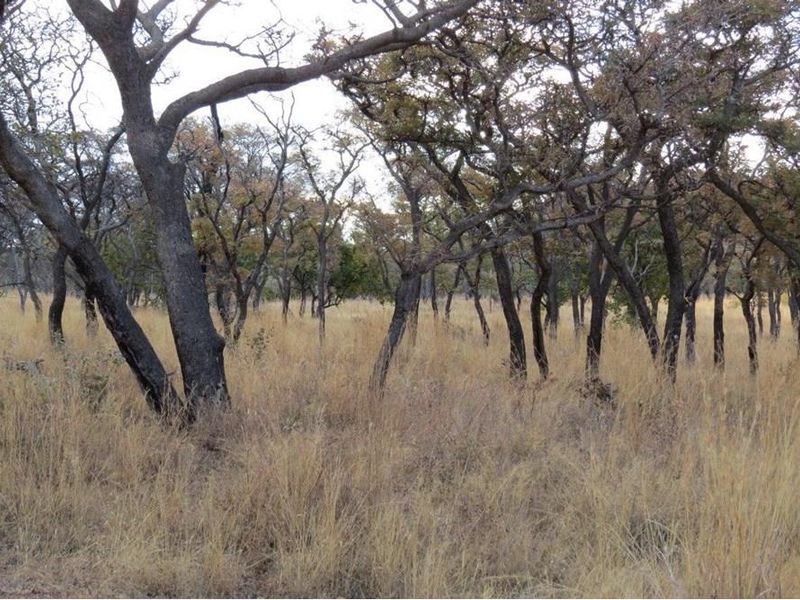 Zwartkloof Game Reserve - Bela-Bela - North facing stand with mountain views and indigenous trees. - Photo 5
