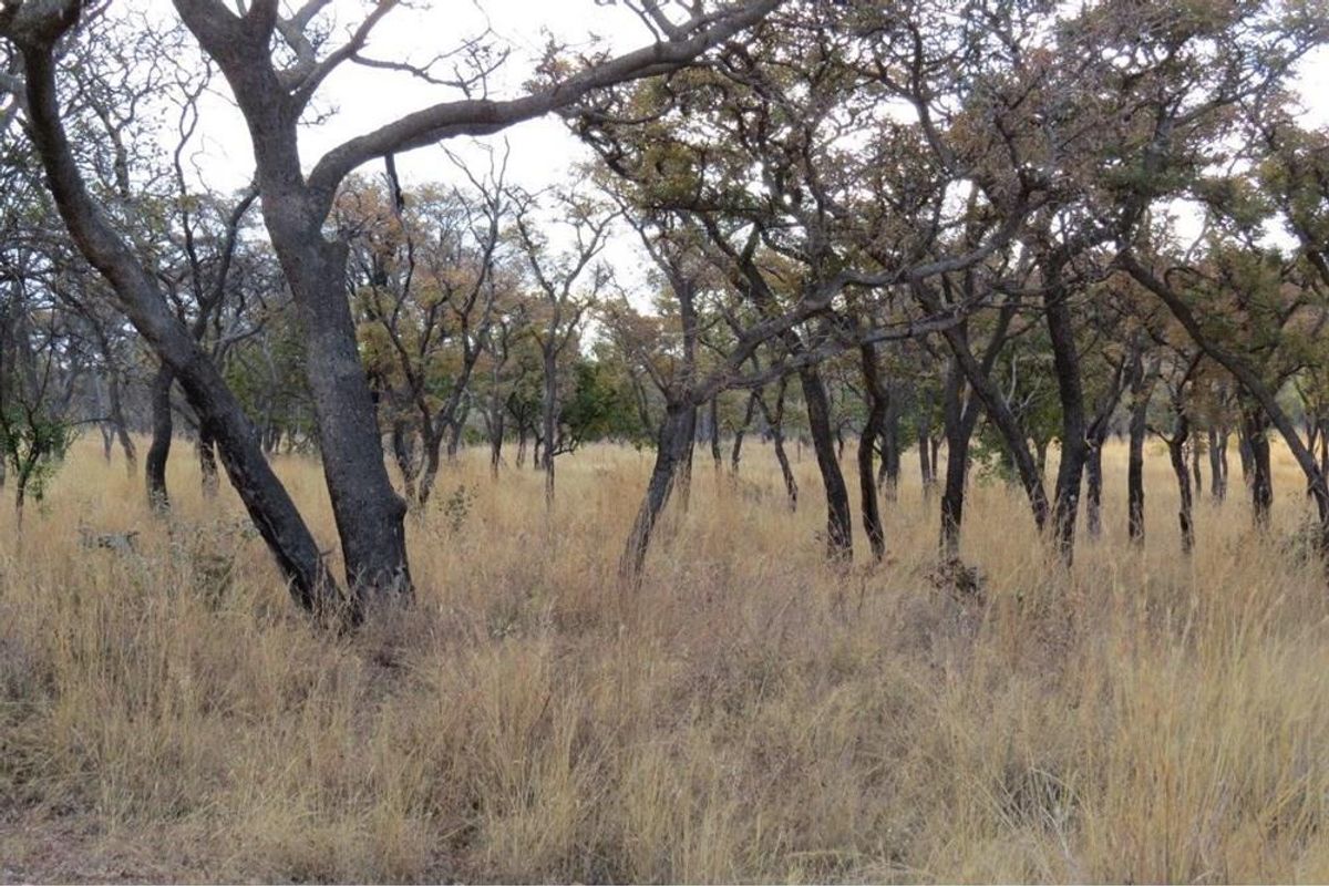 Zwartkloof Game Reserve - Bela-Bela - North facing stand with mountain views and indigenous trees. - Photo 5