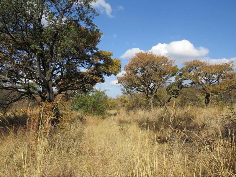 Zwartkloof Game Reserve - Bela-Bela - North facing stand with mountain views and indigenous trees. - Photo 3
