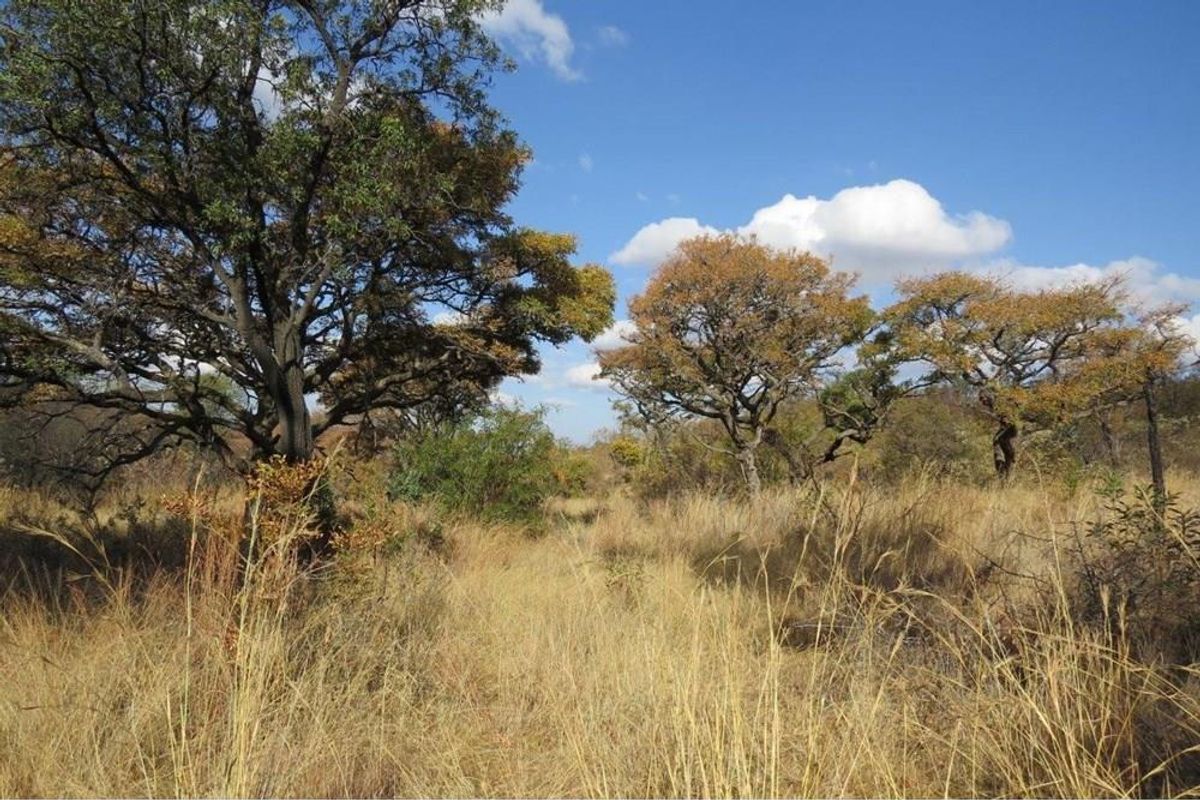 Zwartkloof Game Reserve - Bela-Bela - North facing stand with mountain views and indigenous trees. - Photo 3