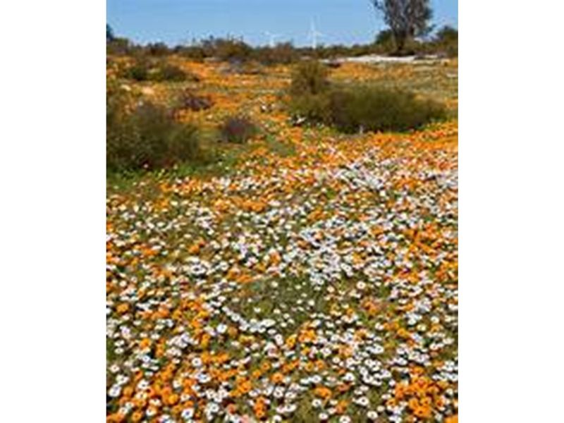 8 sub-divided plots of 600-800sqm in Hopefield - Photo 8