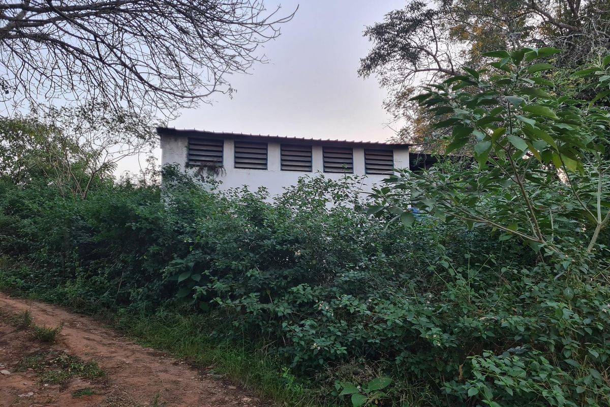 A view of a small, weathered structure on the property, partially obscured by dense, overgrown vegetation and trees.