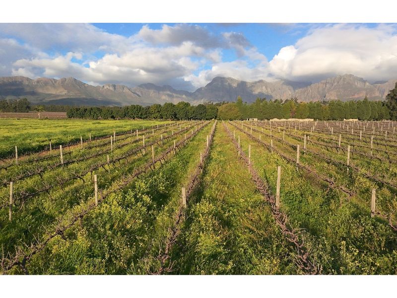 Prime Wine Lifestyle Farm for Sale - Paarl - Photo 6