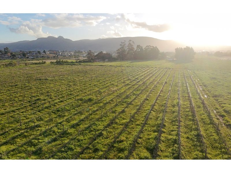 Prime Wine Lifestyle Farm for Sale - Paarl - Photo 5